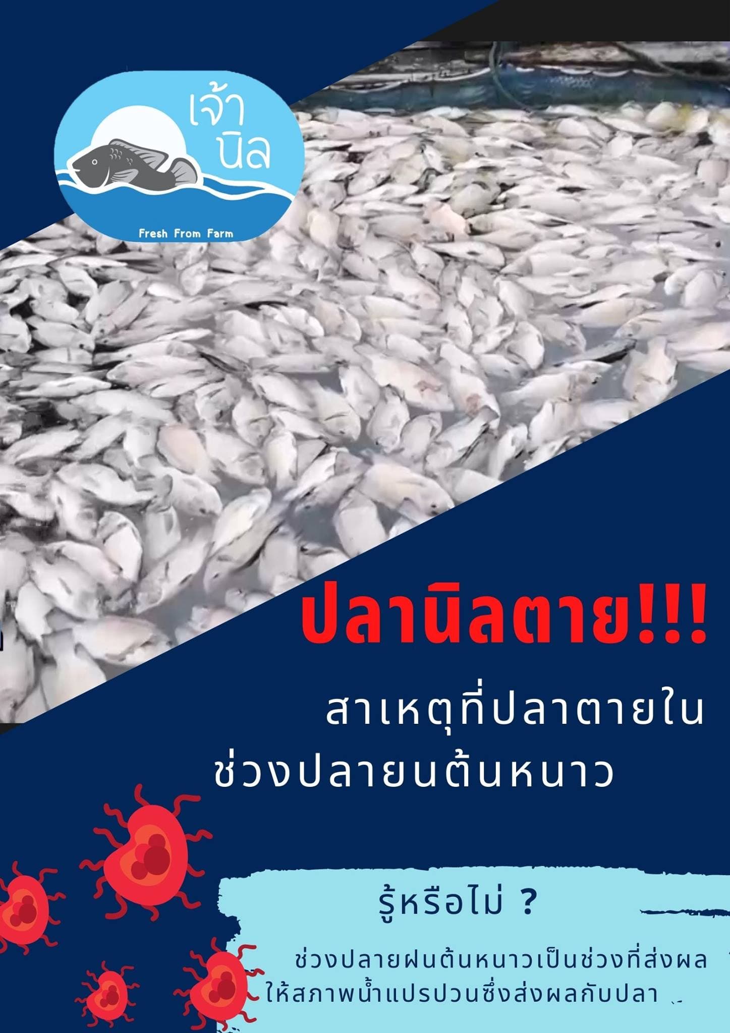 ฝนตกทำให้ปลาตาย